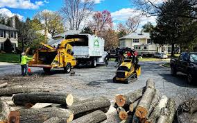 Reliable Del Rio, CA  Tree Services Solutions