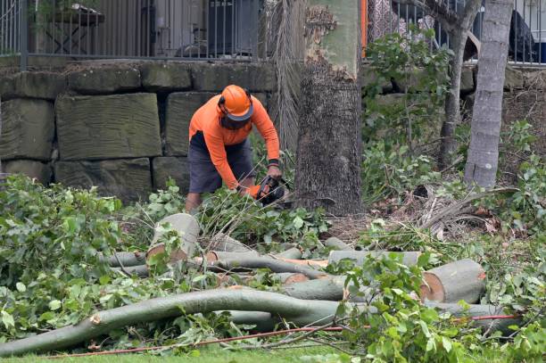 Best Storm Damage Tree Cleanup  in Del Rio, CA